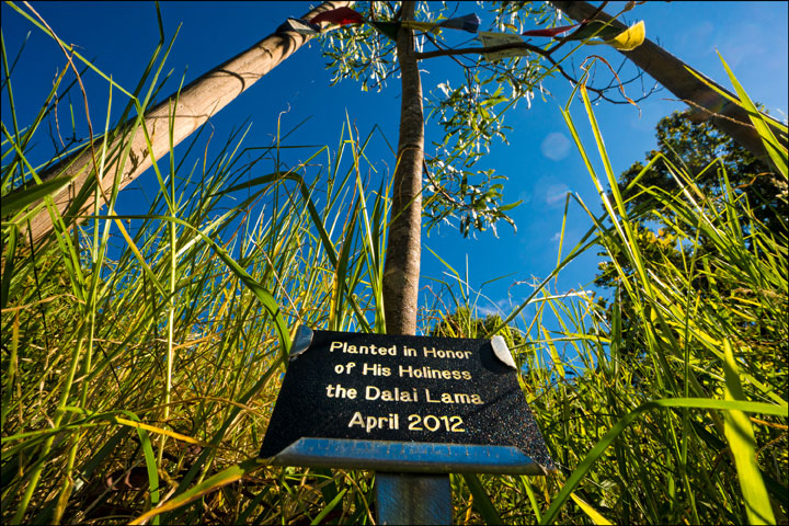 Dalai Lama Koa Tree