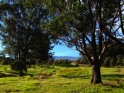 View facing Mauka, or towards the mountain