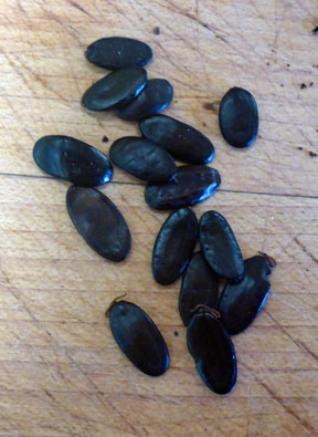 Koa Seeds