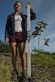 Baby Koa Growing Strong