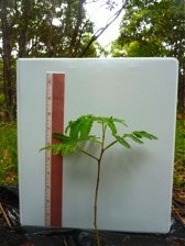 Koa Picture for Twitter Logo