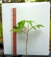 Koa Seedling Just Planted